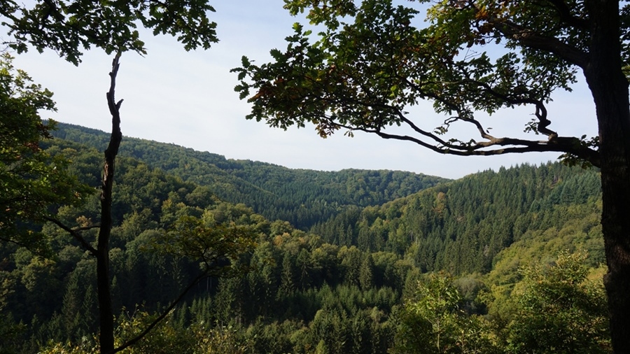 Ekologicky obhospodařovaný les Petera Wohllebena u obce Hümmel