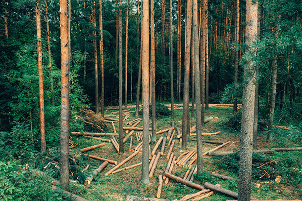 I selektivní těžba  podle Petera Wohllebena poškozuje les.