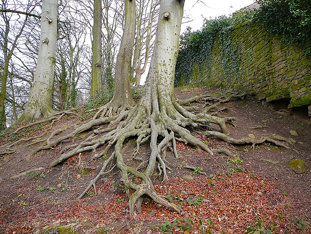 Vědci předpokládají, že kořeny stromů obsahují velkou část jimi nashromážděného poznání.