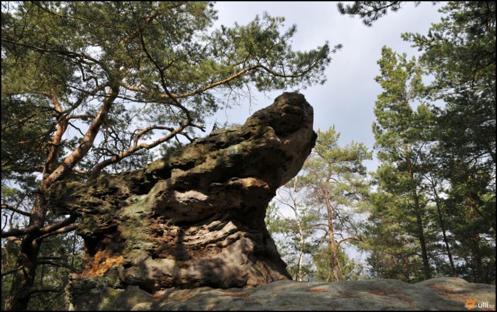 Přírodní památka Husa