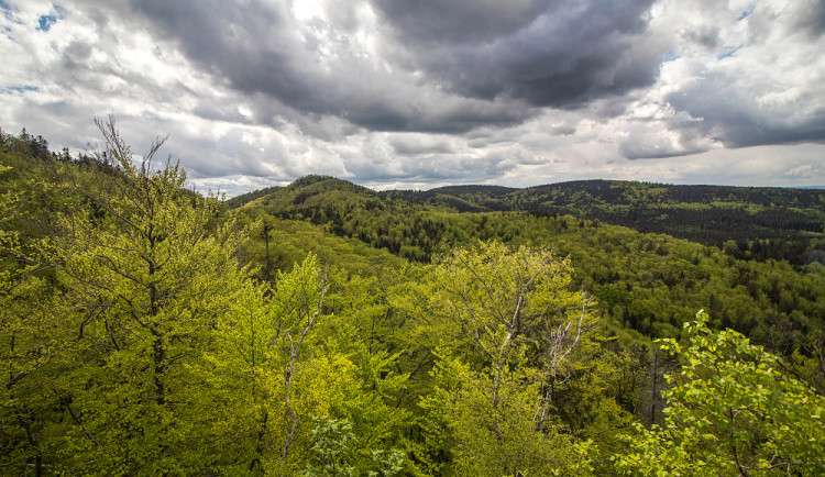 Jizerskohorské bučiny (všechno reprofoto)